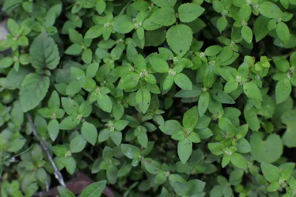 Kapalı Carpetweed parlak yeşil yapraklar arasında küçük beyaz çiçekler ile yoğun büyüme göstermektedir. Arkaplan bulanık, karmaşık detaylara ve dokulara odaklanıyor.