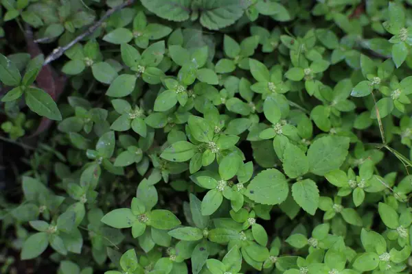 Küçük yaprakları ve beyaz çiçekleri olan küçük yeşil bitkilerin oluşturduğu bir alan taze ve doğal bir zemin oluşturuyor..