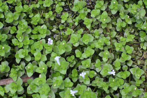 Yakından bakınca, yemyeşil yapraklar ve küçük beyaz çiçeklerle dolu yoğun bir yosun halısı sergileniyor. Güzelliğini ve doğal gelişimini ön plana çıkarıyor..
