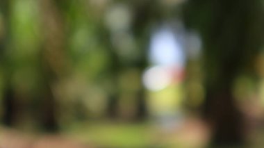 Canlı yeşillikler ve parlak bokeh içeren bulanık bir doğa soyutlaması. Hayalci, huzurlu ve ruhani bir zemin oluşturur. Tasarımlara ince derinlik katmak için idealdir..