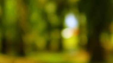 Yeşillik ve sarıların yer aldığı güzel bulanık doğa sahnesi, huzurlu yaz duygularını çağrıştıran rahatlatıcı ve belirsiz bir organik doku.