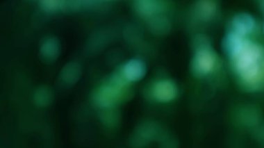 Soyut bir zümrüt yeşil bokeh arka plan, ruhani ışık, rüya gibi doğal ve organik bir tasarım yaratmak için mükemmel, bir sakinlik hissi uyandırır..