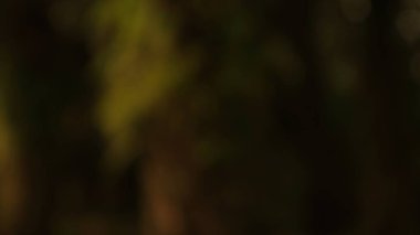 Soyut yapraklar, sessiz toprak tonlarını ve yumuşak bokeh 'i barındıran, rahatlatıcı ve belirsiz bir atmosfer sağlayan, rüya benzeri bir ortamda sergilenir..