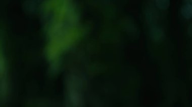 Derin yeşillikler ve yumuşak bokeh içeren büyüleyici bir soyut görüntü, yemyeşil doğal bir ortamda gizem hissi uyandırıyor, gerçeklik ve rüya arasındaki çizgiyi bulanıklaştırıyor.