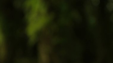 Yumuşak, ruhani yeşil renkler soyut bir bulanıklık yaratır, doğayı, sükuneti ve dingin ortamları bir nebze esrarengiz dokunuşla canlandırmak için mükemmeldir..