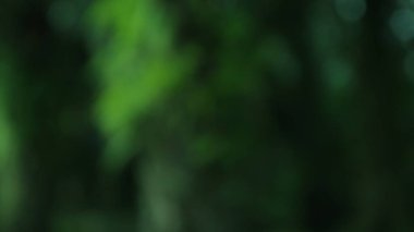 Bulanık yeşil yapraklı soyut doğa sahnesi. Huzurlu, yeşil bir arka plan. Tasarımlara organik ve dingin bir hava katmak için mükemmel..