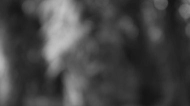 Sisli bir ormanı çağrıştıran ruhani tek renkli bulanık bir sahne. Yumuşak, rüya gibi ve incelikli, soyut elementlerle sakin ve sanatsal bir arkaplan yaratıyor..