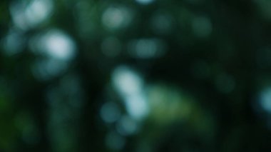 Yeşilliğin yumuşak bokeh 'i ruhani ve huzurlu bir sahne yaratır, doğanın soyut kucaklamasına doğru meditasyonsal bir kaçış, sakinleştirici arka planlar için mükemmel..