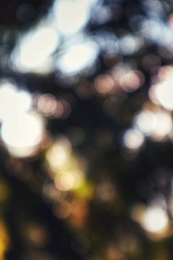 Bulanık bokeh ışıkları rüya gibi, soyut bir arkaplan oluşturur.