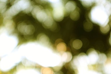 Yeşil bokeh soyut ışık arkaplanı bulanıklaştırıldı