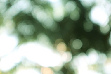 Doğada yeşil ve beyaz bokeh ışıkları olan rüya gibi soyut bir arka plan.