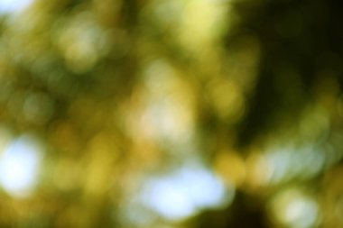 Yumuşak altın ışık saçan soyut doğa arka planı. Doğal bulanık dokuları olan soyut bokeh arkaplan, yaprakların arasından altın ışık.