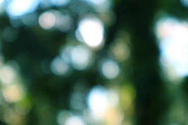 Rüya gibi bir bokeh manzarası, güneş ışığını yakalıyor canlı, doğal orman tepe örtüsünün içinden geçiyor..