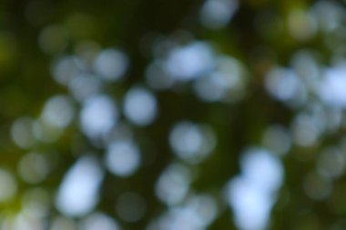 Yumuşak bokeh ve yeşil tonları ile soyut görüntü bir sükunet duygusu uyandıran ve doğal güzellik, atmosferik arkaplan tasarımları için mükemmel.