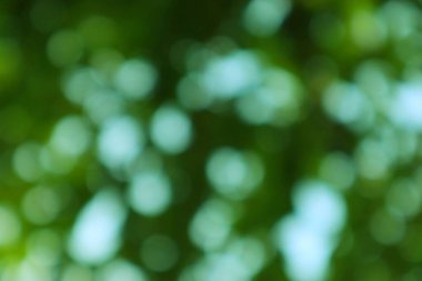 Görsel olarak rahatlatıcı yeşil katmanlı bokeh arka planı ve yumuşak odaklı çemberler. Yaratıcı projene huzurlu bir organik dokunuş eklemek için mükemmel..