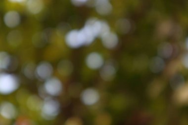 Rüya gibi yeşil Bokeh huzuru ve doğal huzuru çağrıştırıyor. Yumuşak odaklı bir manzara.