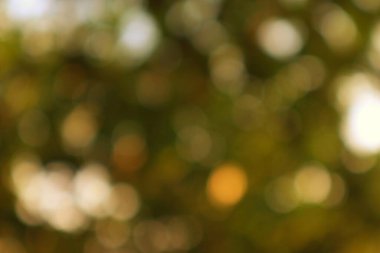 Bulanık sonbahar yapraklarının soyut ruhani sahnesi. Altın ve yeşil tonlarla büyüleyici bir bokeh rahatlatıcı bir arka plan yaratır..