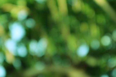 Bulanık yeşil kubbe, doğa temaları için ideal ruhani bir zemin oluşturuyor.