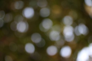 Doğanın güzelliğini soyut ve sakin bir kompozisyonda anımsatan sonsuz ışık ve yapraklar.