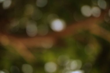 Odaklanmış yeşil yapraklar ve bokeh ışıkları ile soyut doğa manzarası rüyayı çağrıştırıyor