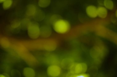 Rüya gibi bulanık yeşil yapraklar ve yumuşak ışık küreleri soyut bir botanik arkaplan oluşturur..