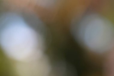 Soyut doğa geçmişi. Yumuşak renkler ve bulanık ışık bir huzur hissi uyandırır..