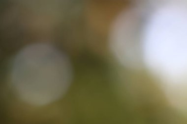 Yumuşak bulanık arkaplan, nötr tonları ve ruhani zarafeti olan rüya gibi soyut bir boke yaratıyor.