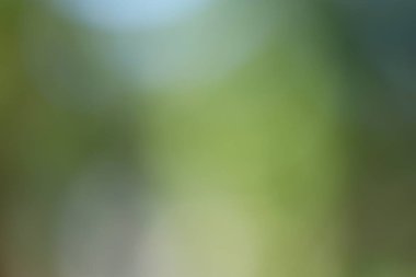 Bulanık yeşil bir arka plan sükuneti çağrıştırıyor. Çeşitli proje ve temalar için uygundur
