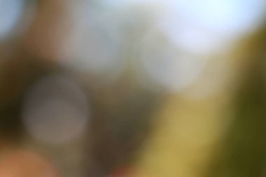 Ağaç yapraklarının bulanık doğa manzarası Bokeh ve yumuşak ışıkla