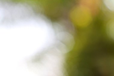 Yumuşak, soyut doğa arkaplanı. Açık yeşil ve beyaz bokeh rüya gibi, ruhani bir his yaratır..