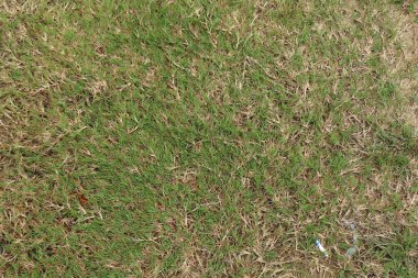 Yeşil ve solgun çimlere yakın çekim, pürüzsüz ve doğal bir dokuyu ortaya çıkarıyor..