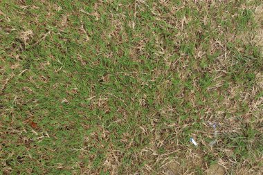 Bahçe tasarımı için yeşil ve kuru çimen dokusu