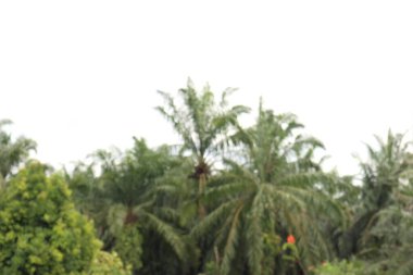 Palmiye ağaçlarının ve yemyeşil yeşilliğin odak noktası dışında görüntüsü rüya gibi bir tropikal etki yaratır.