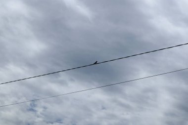 Yalnız bir kuş geniş bulutlu bir alanın altında dinleniyor..