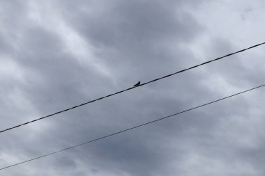 Yalnız bir kuş, bulutlu bir gökyüzüne karşı siluetlendi bir tel üzerinde tüneyerek..
