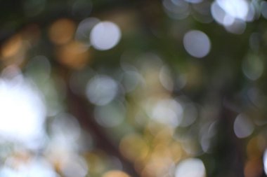 Garip ışık küreleri rüya gibi bokeh dans ederek doğadan esinlenerek soyut bir arka plan oluşturur..