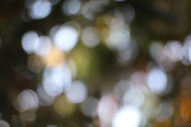 Bulanık ışıklı ve yumuşak sonbahar renk filtreli ruhani doğa sahnesi