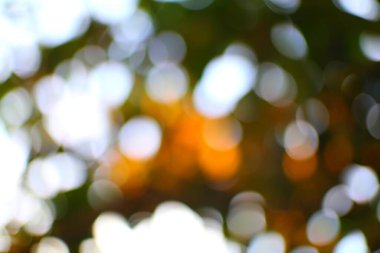 Yaprakların arasından geçen güneş ışığı hayali bir soyut bulanık arkaplan oluşturur.