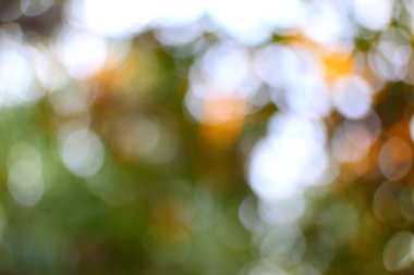 Sonbahar yaprakları ve güneş ışığı kutsal, rüya gibi bir sahne yaratır.