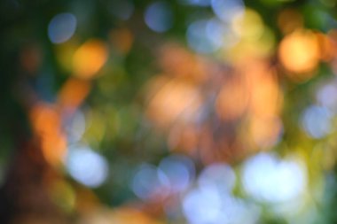 Soyut sonbahar cümbüşü, yapraklı ağaçların arasından süzülen altın ışık rüya gibi, sıcak, huzurlu bir sahne yaratıyor..