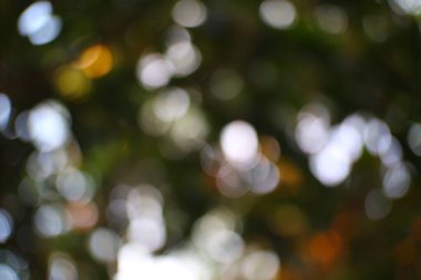 Odaklanamayan güneş yaprakların arasından süzüldü. Yumuşak odak, doğal soyut arkaplan, canlı ışık.