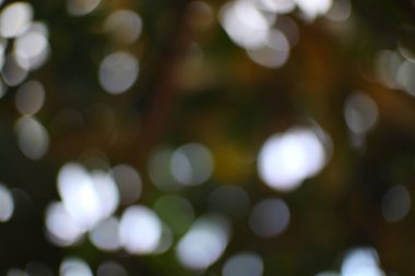 Rüya gibi bir arka plan. Güneşli ormanı gösteriyor. Mükemmel bir ruhani, dingin bir doku.