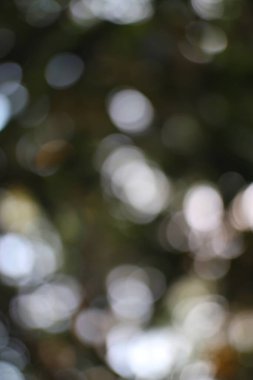 Ağaçlardan ve yapraklardan oluşan soyut bir çukur. Rüya gibi, doğal ve bulanık..