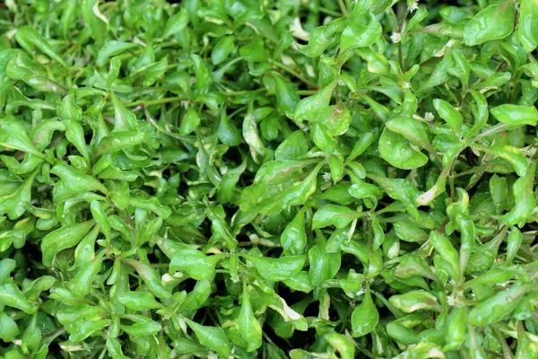 Alternanthera Sessilis 'in yemyeşil bir hasırı yoğun büyüme ve canlı renkler sergiliyor.