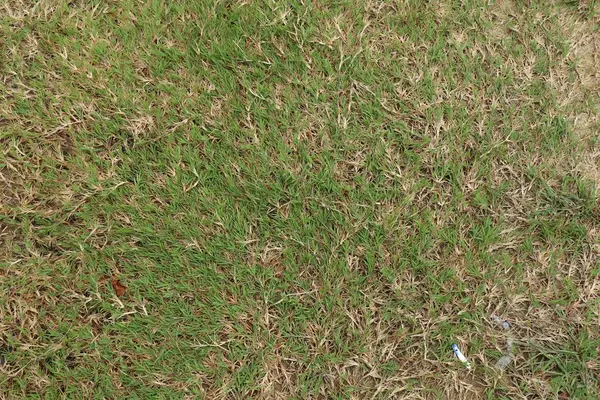 Yeşil ve solgun çimlere yakın çekim, pürüzsüz ve doğal bir dokuyu ortaya çıkarıyor..