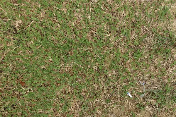 Bahçe tasarımı için yeşil ve kuru çimen dokusu