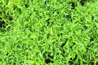 Kıvırcık Selaginella yosun yaprakları canlı ve gür bir doğal doku yaratır..