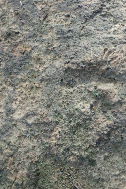 Topraksı, çamurlu arazinin detaylı bir yakın çekimi. Nadir yeşil bölgeler, doğal bir doku sergiliyor..