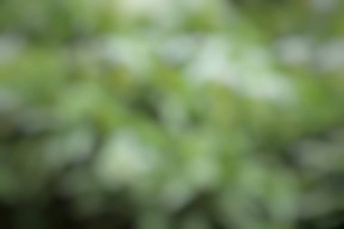 Bulanık yeşillik soyut arkaplan, dingin ve dingin doğayı yumuşak ruhani tonlarda gösterir.