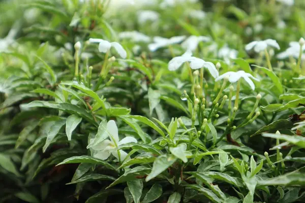 Yeşillik ve çiçekler, doğanın narin gösterisinde çiçeklerin tazeliğini ve botanik zarafetini ortaya koyuyor..